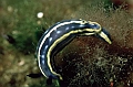 35 Hypselodoris messinensis